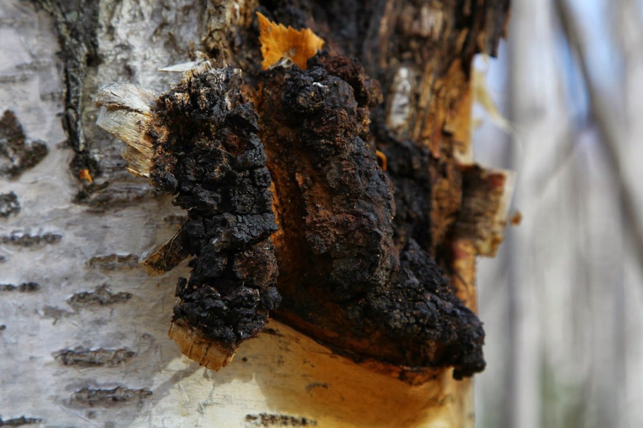 Сибирский чага гриб чайный