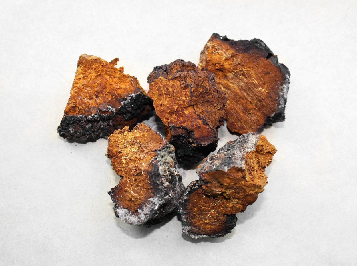 Чага Березовая купить