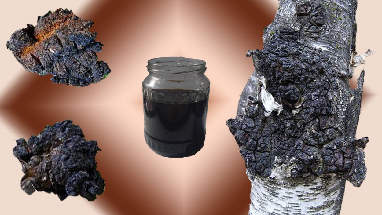 Береза чага вектор