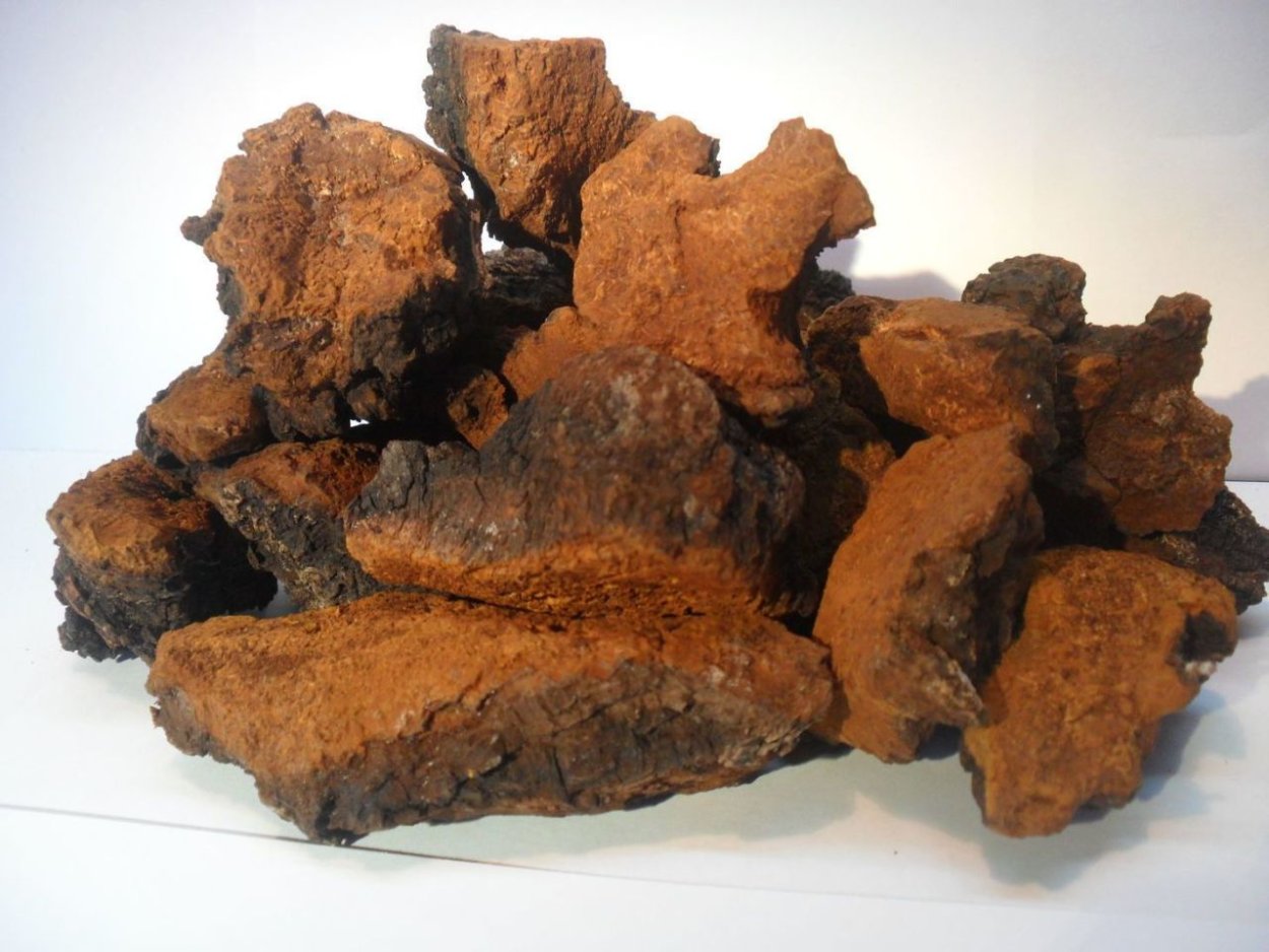 Чага Березовая на белом фоне