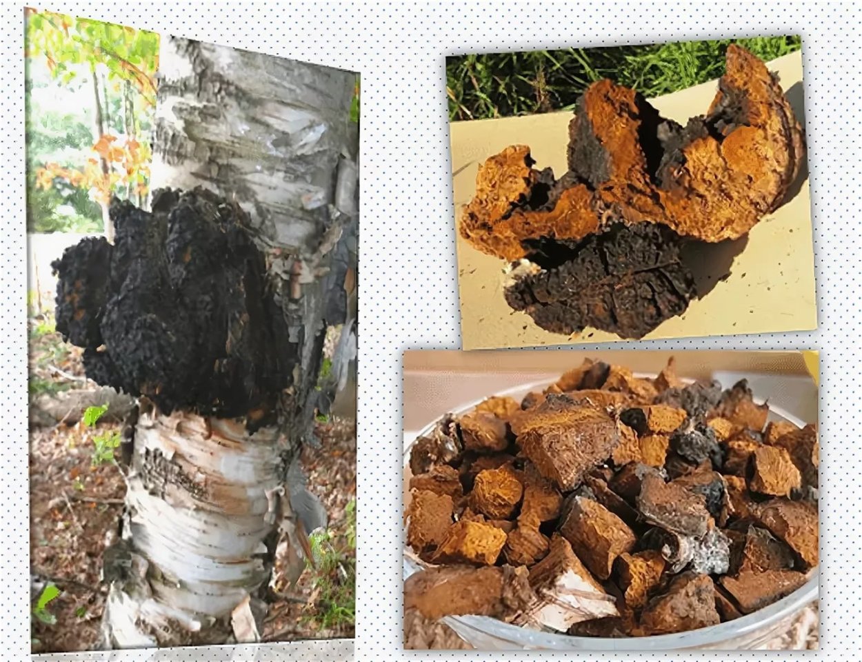 Березовый гриб чага 50г