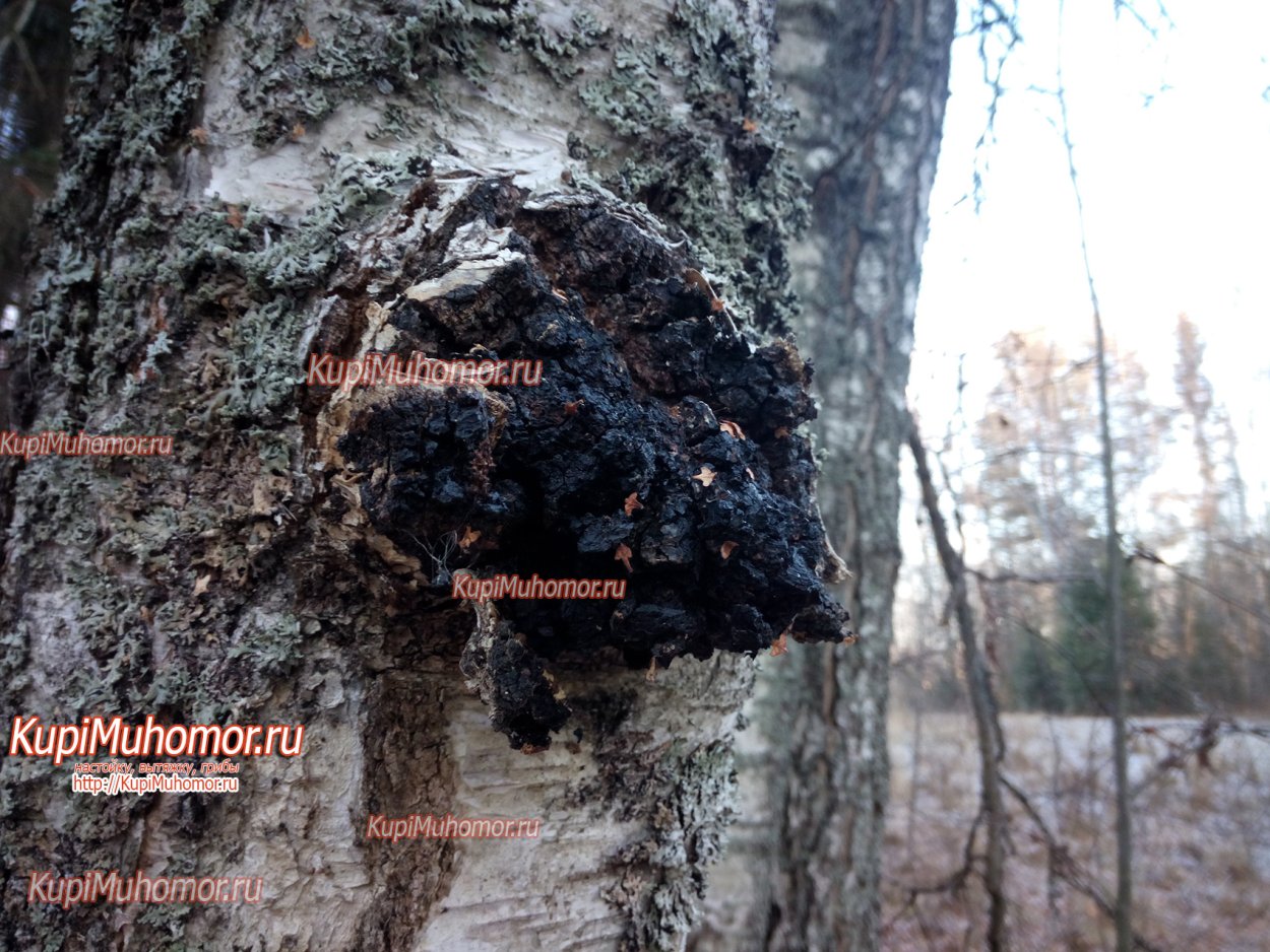 Гриб Сибирский чага Сибирь