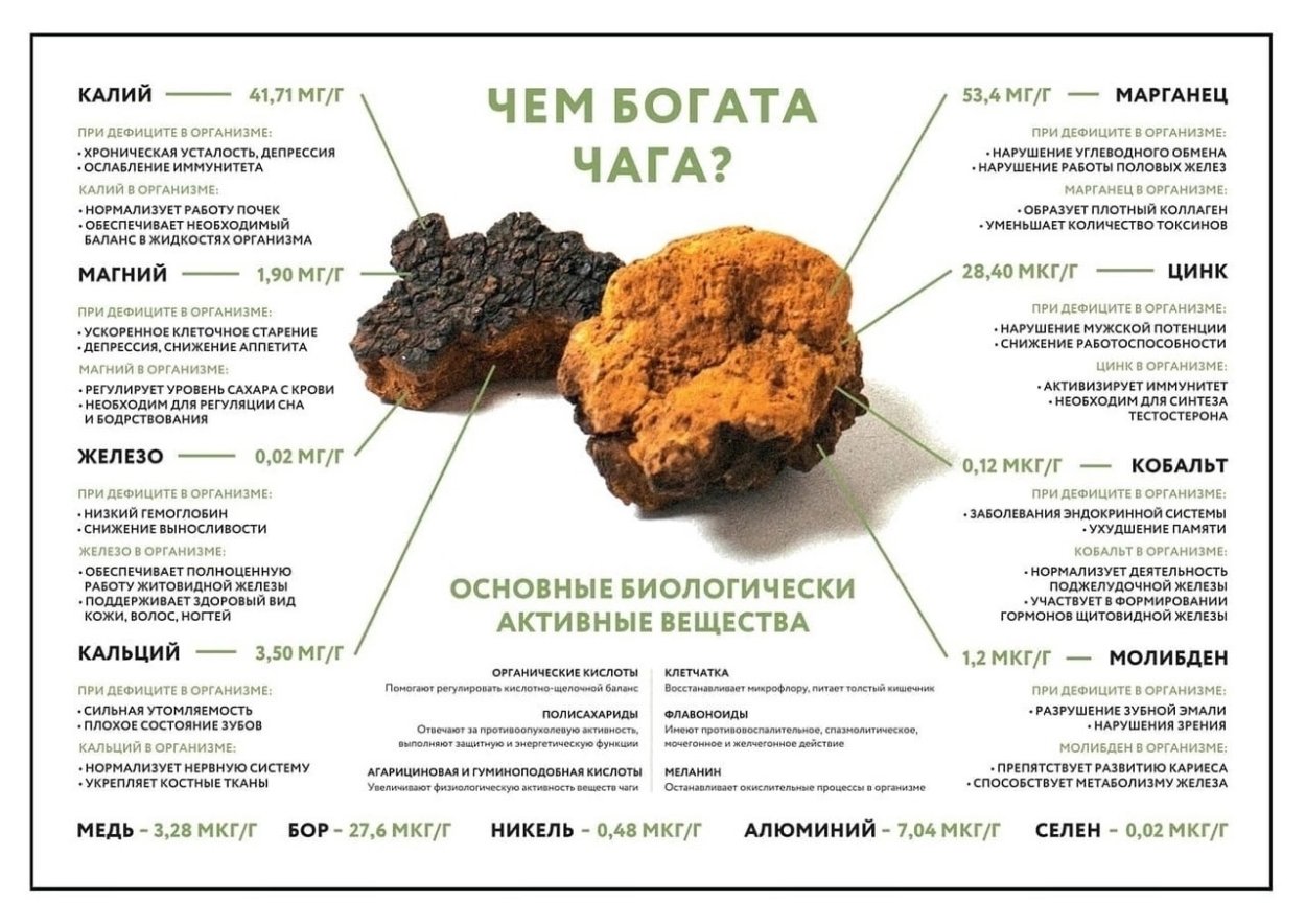 Лечебная гриб-чага