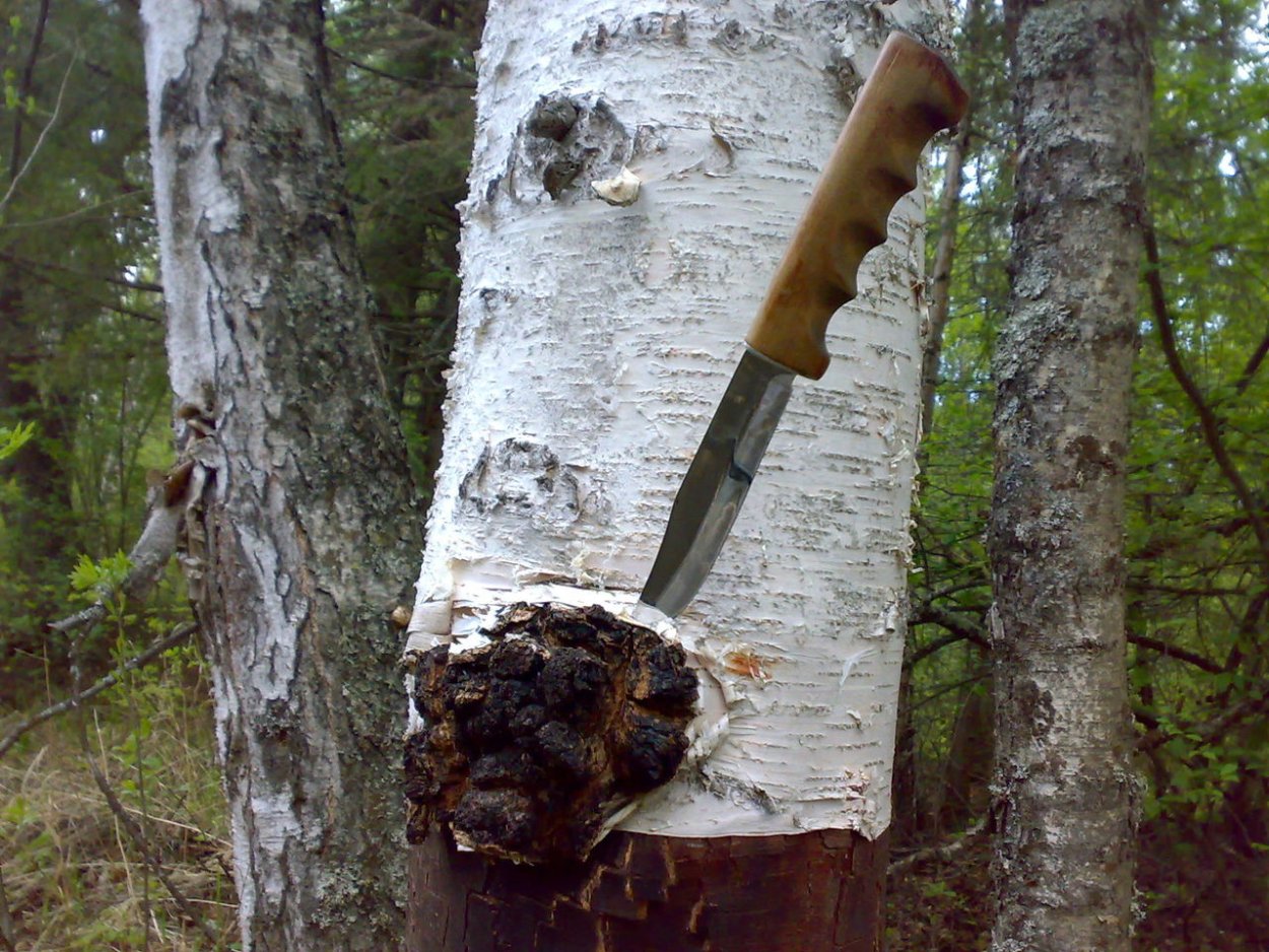 Чага Березовая