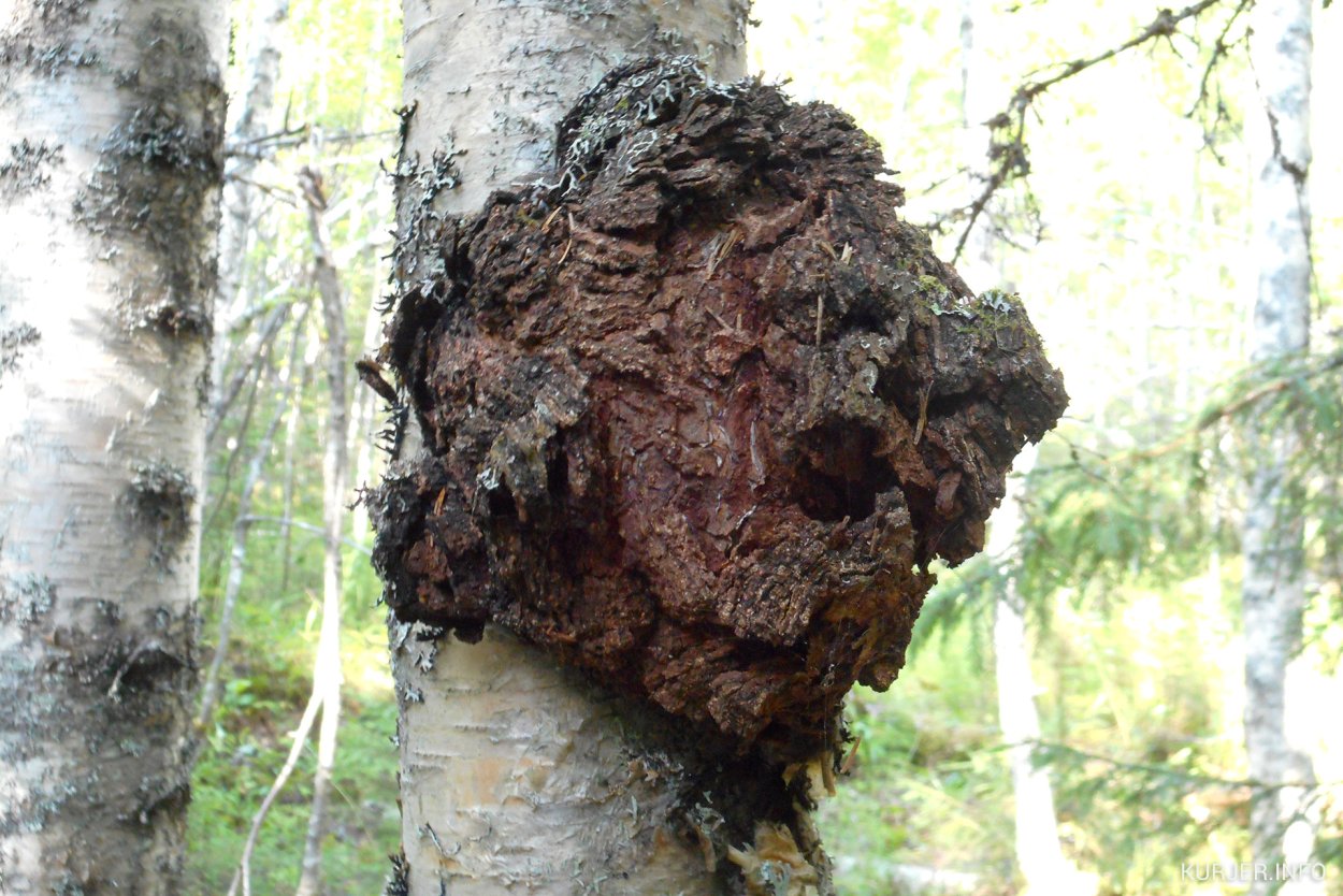 Березовая древесина