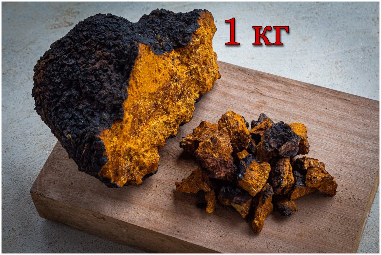 Древесный гриб чага