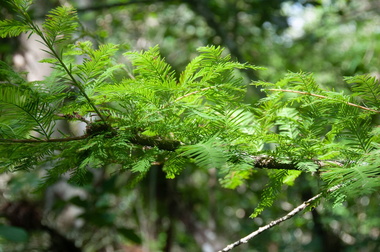 Таксодиум болотный (двухрядный)