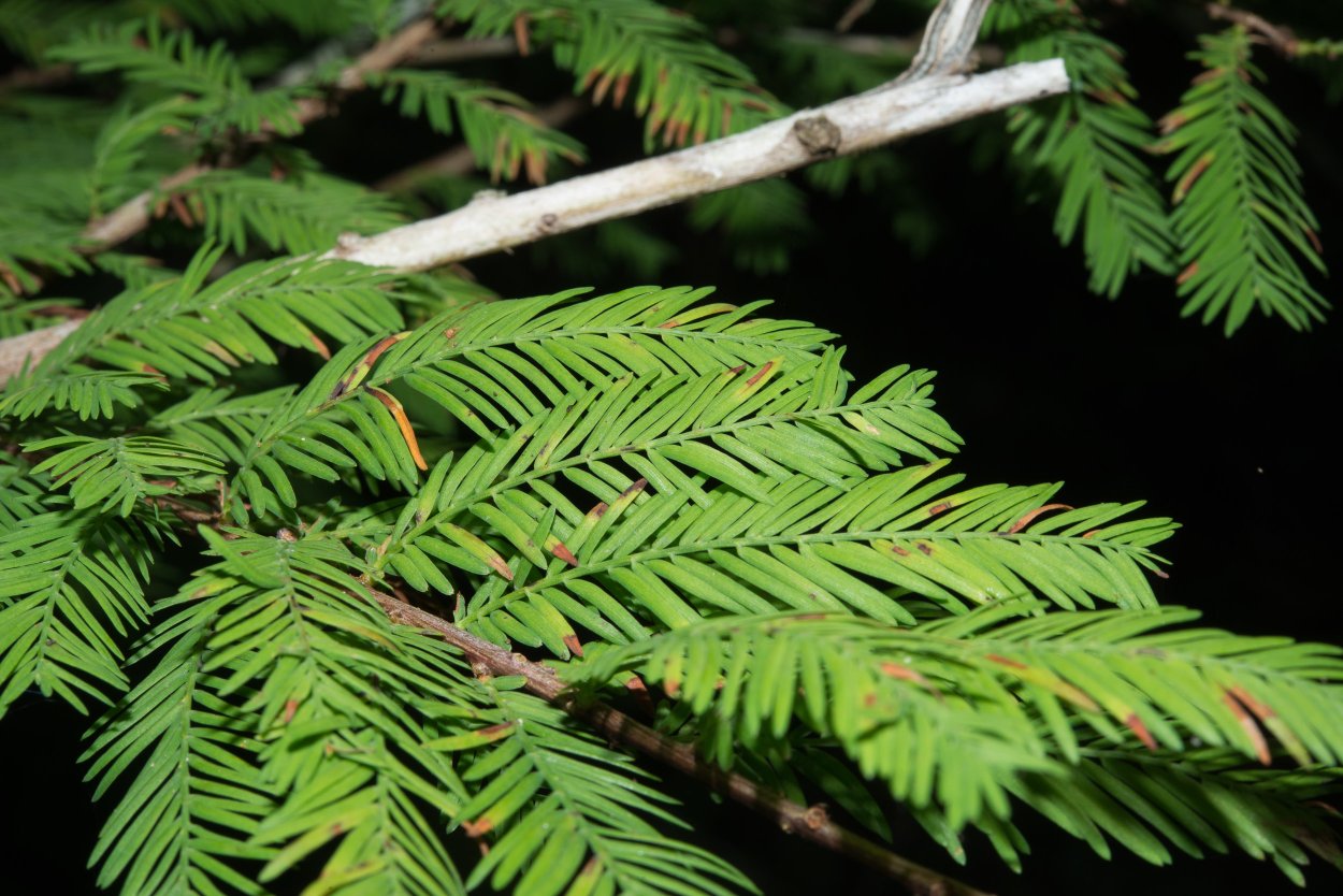Taxodium distichum