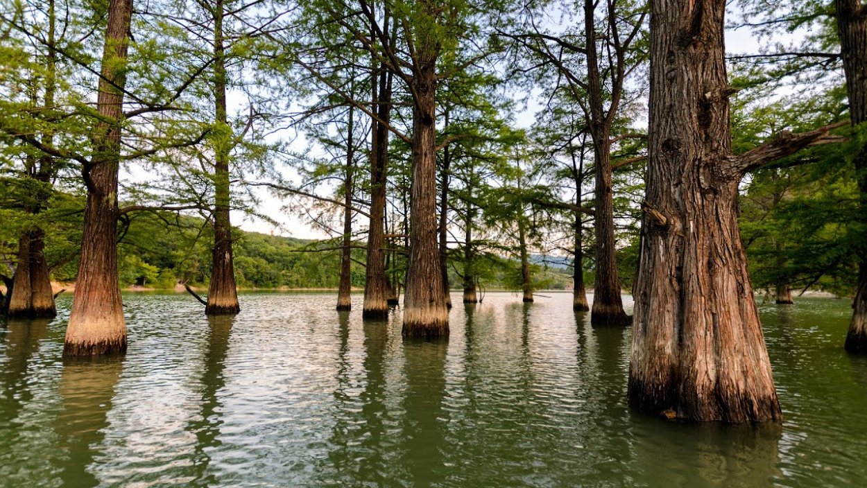 Болотный Кипарис сад Косенко