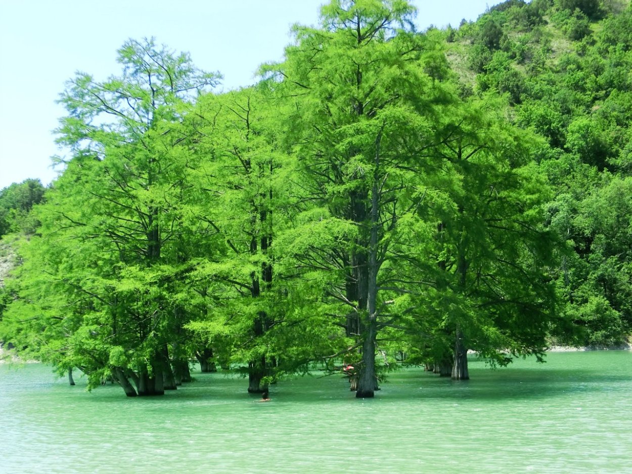 Таксодиум двурядный зимостойкость