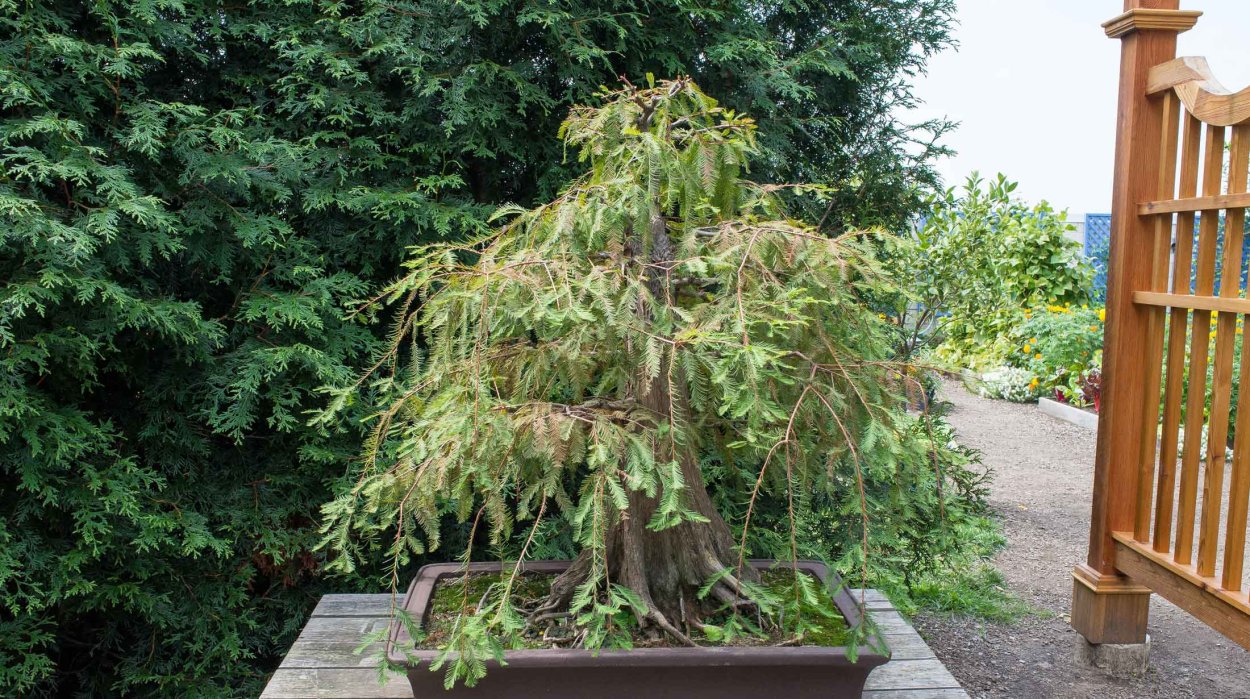 Озеро Сукко болотные кипарисы