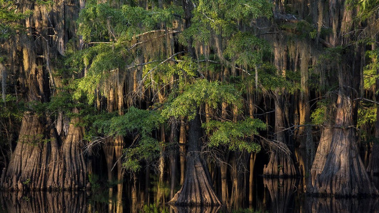 Долина Сукко болотные кипарисы