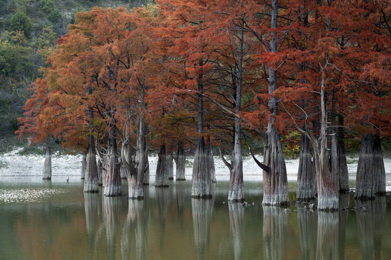 Болотного кипариса (Taxodium)