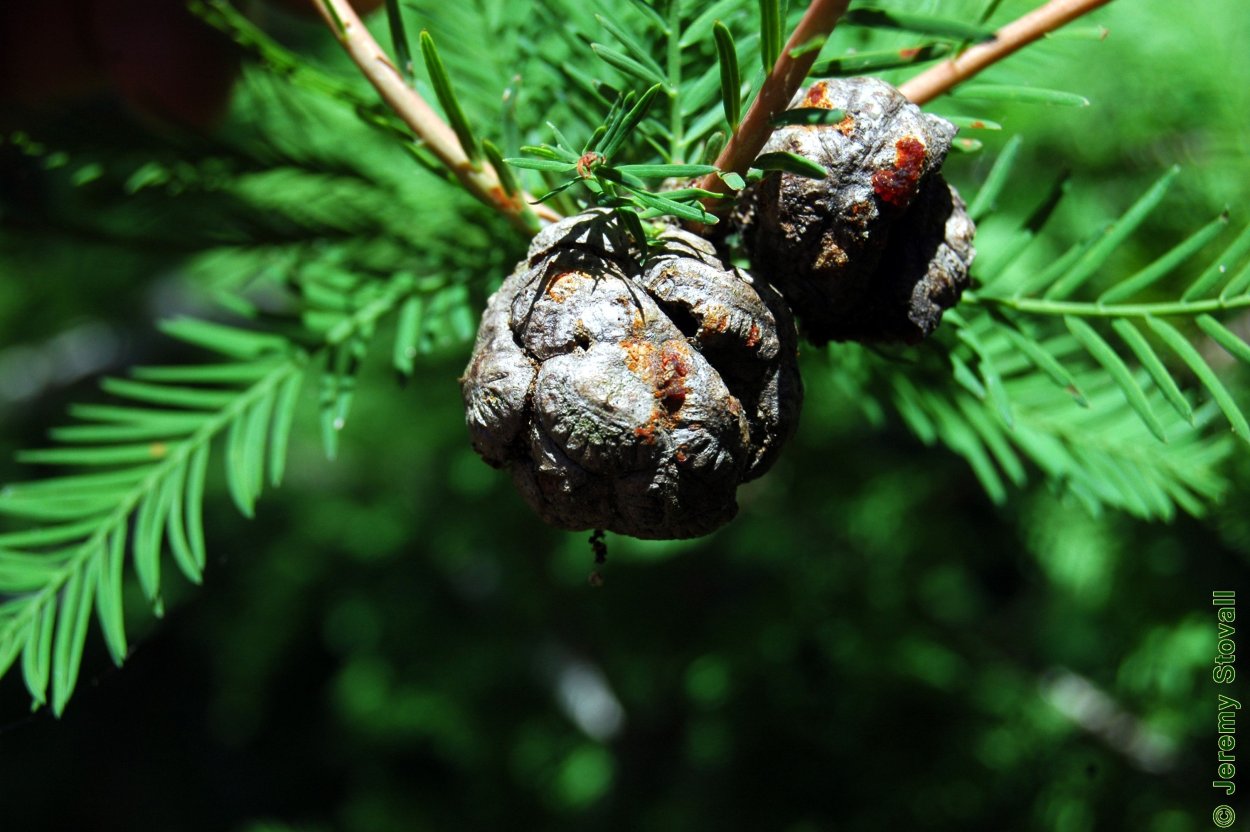 Кипарисовое озеро Сукко