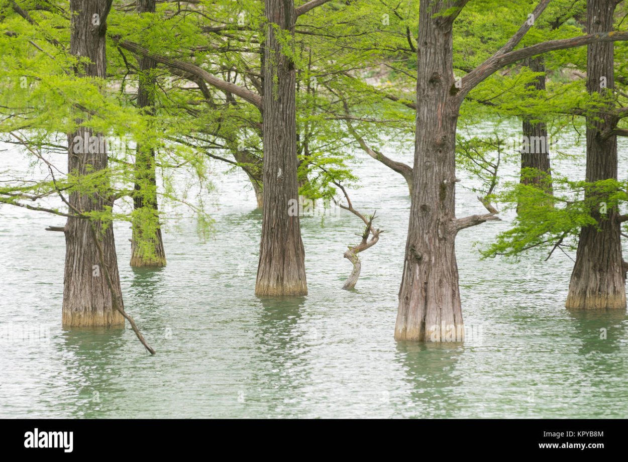 Американский болотный Кипарис