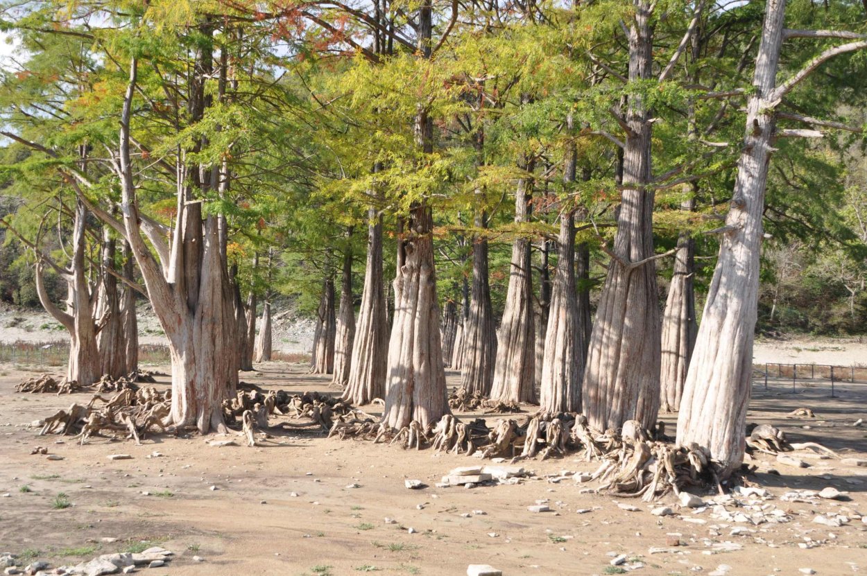 Биг-Сайпресс кипарисы.