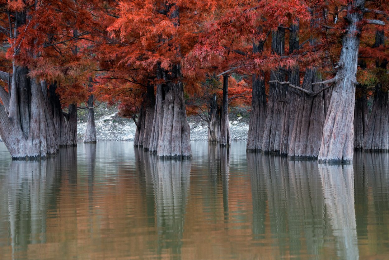 Таксодиум мексиканский