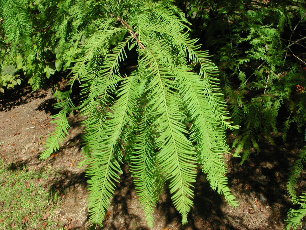 Кипарисовое озеро Сукко Краснодарский край