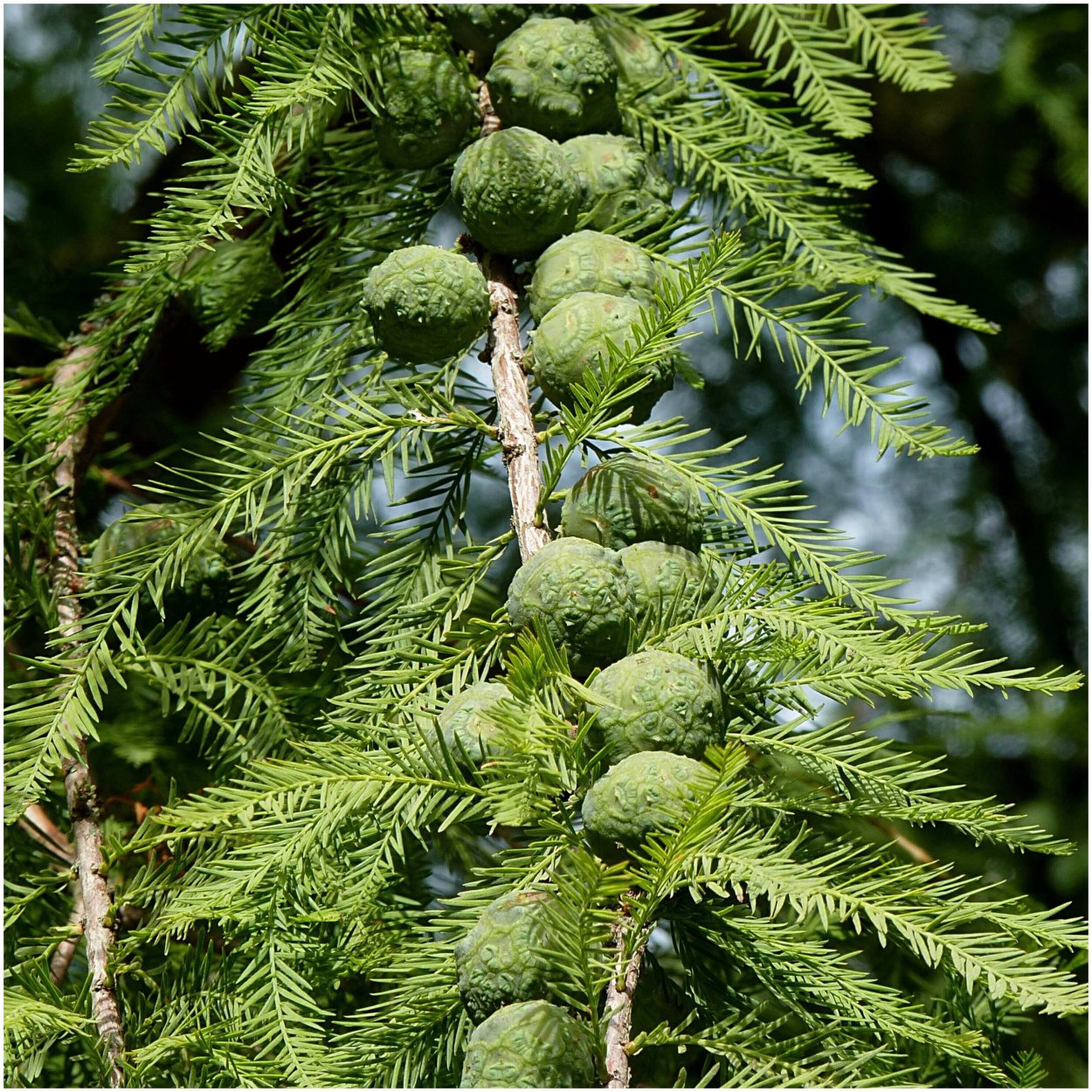 Таксодиум двурядный болотный Кипарис