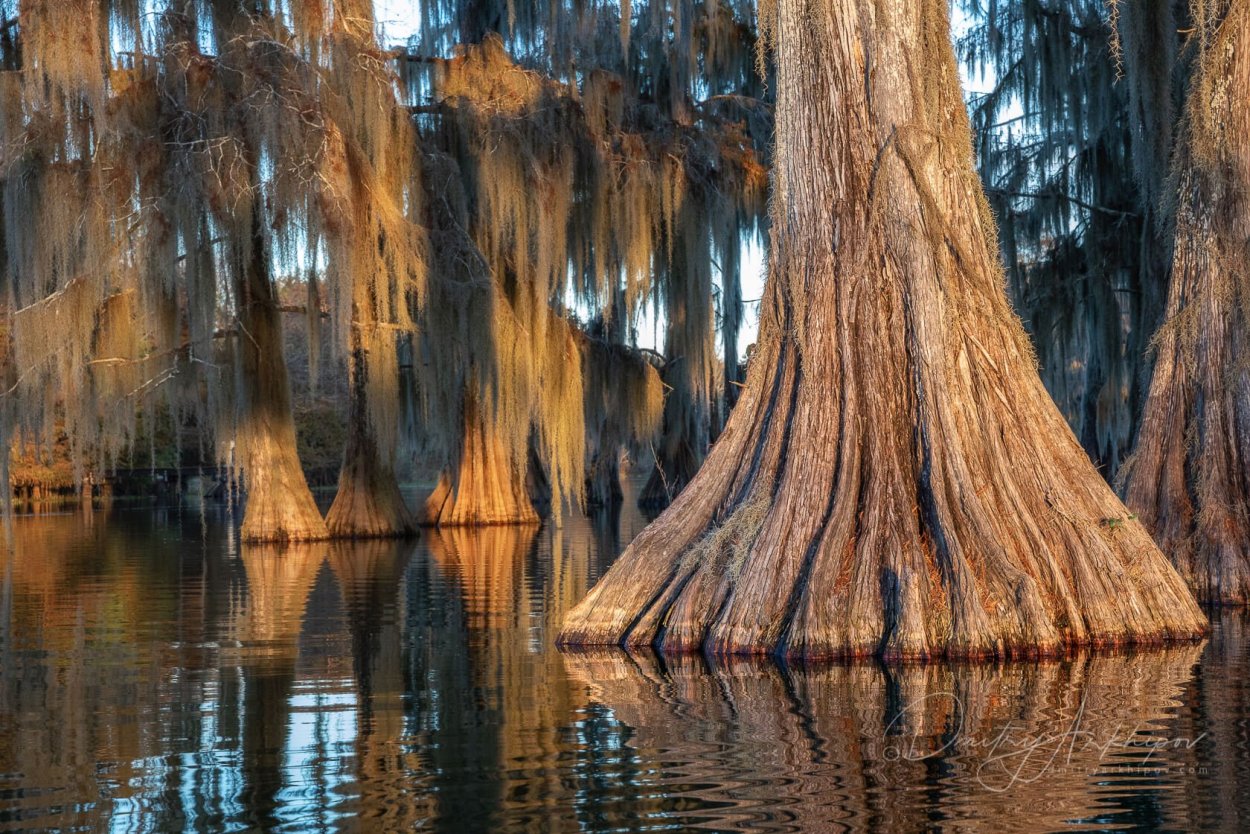 Кипарисовая роща Краснодарский край