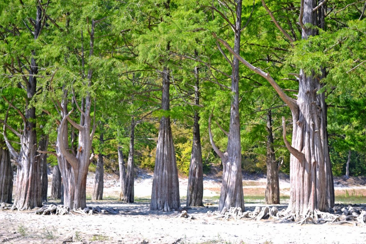 Лиственница плакучая
