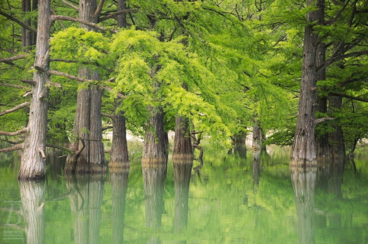 Таксодиум двурядный Пендула