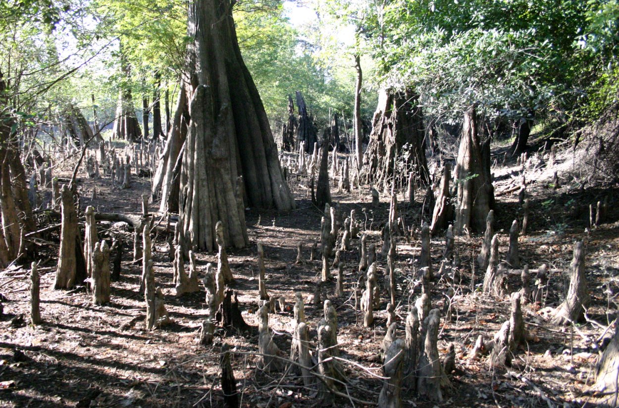 Таксодиум двурядный хвоя