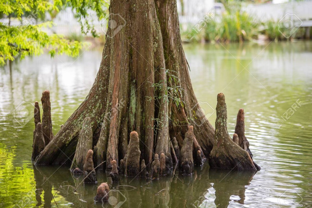 Таксодиум болотный Кипарис дыхательные корни