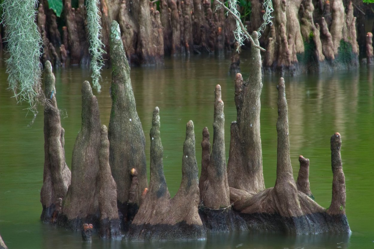 Гигантский Кипарис в Эверглейдс