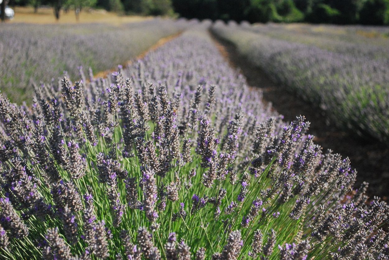 Lavandula angustifolia Hidcote