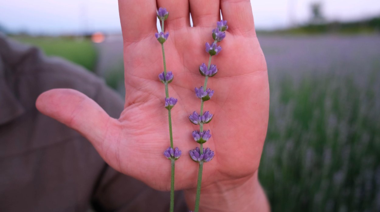 Лаванда широколистная лавандин "grosso"