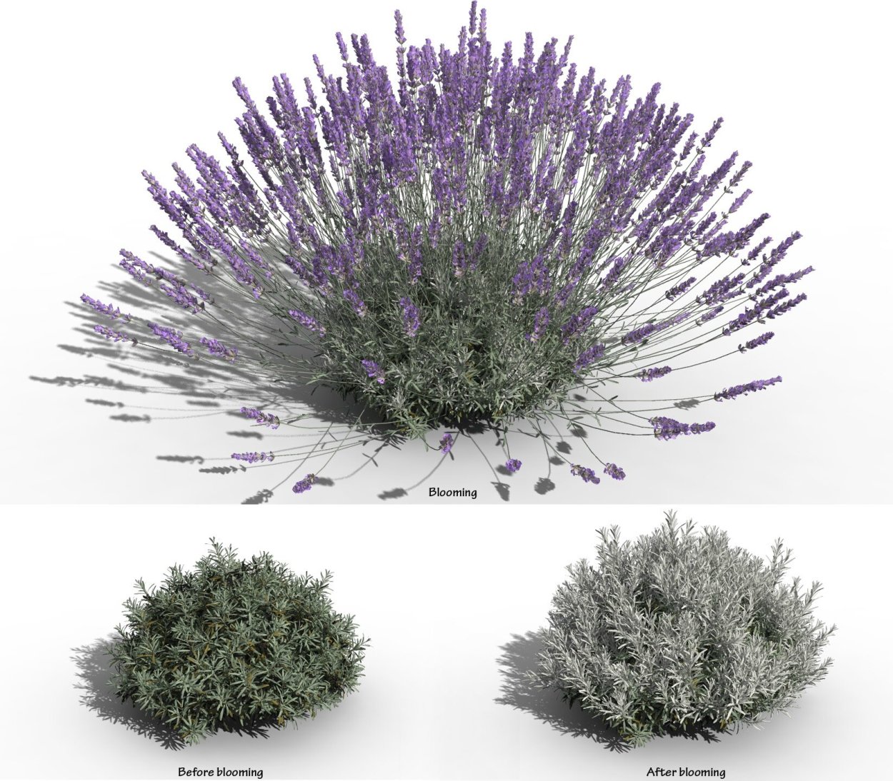 Лаванда Lavandula buena Vista