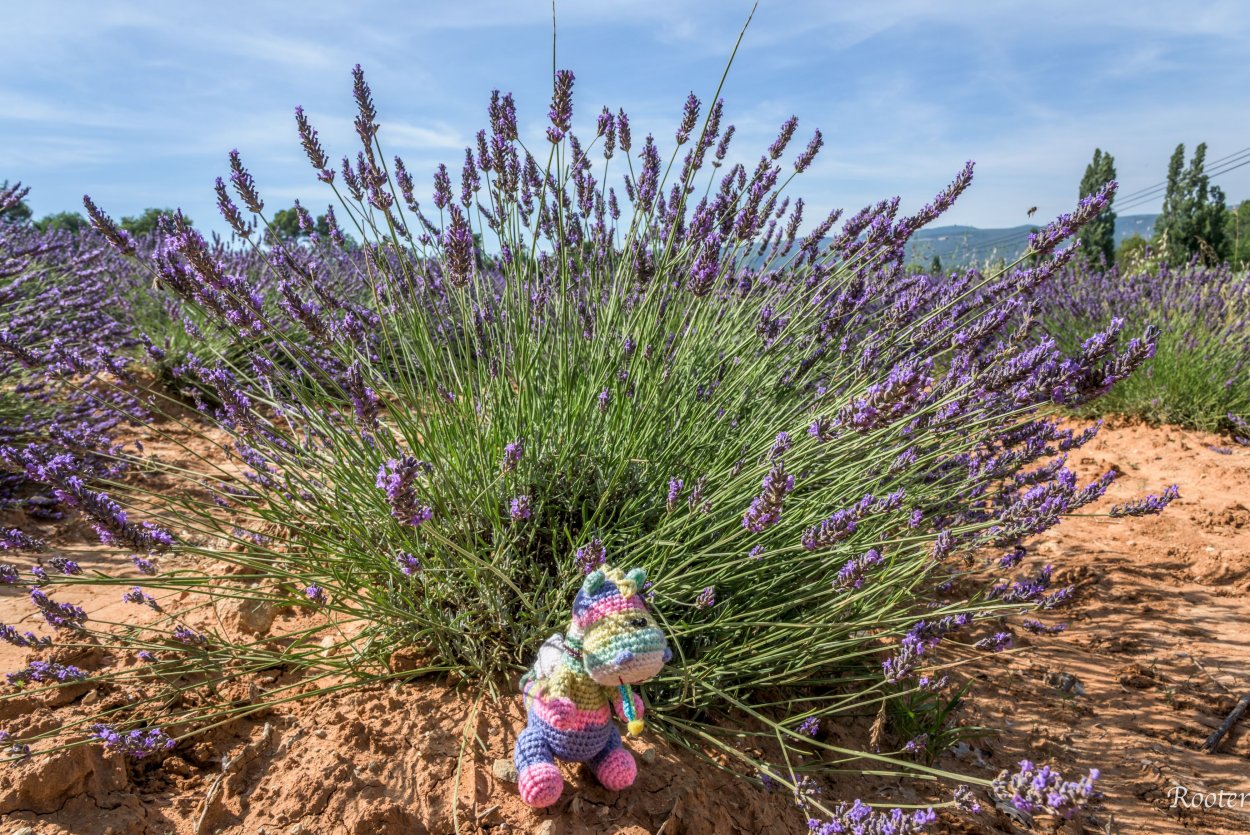 Аватар Лаванда