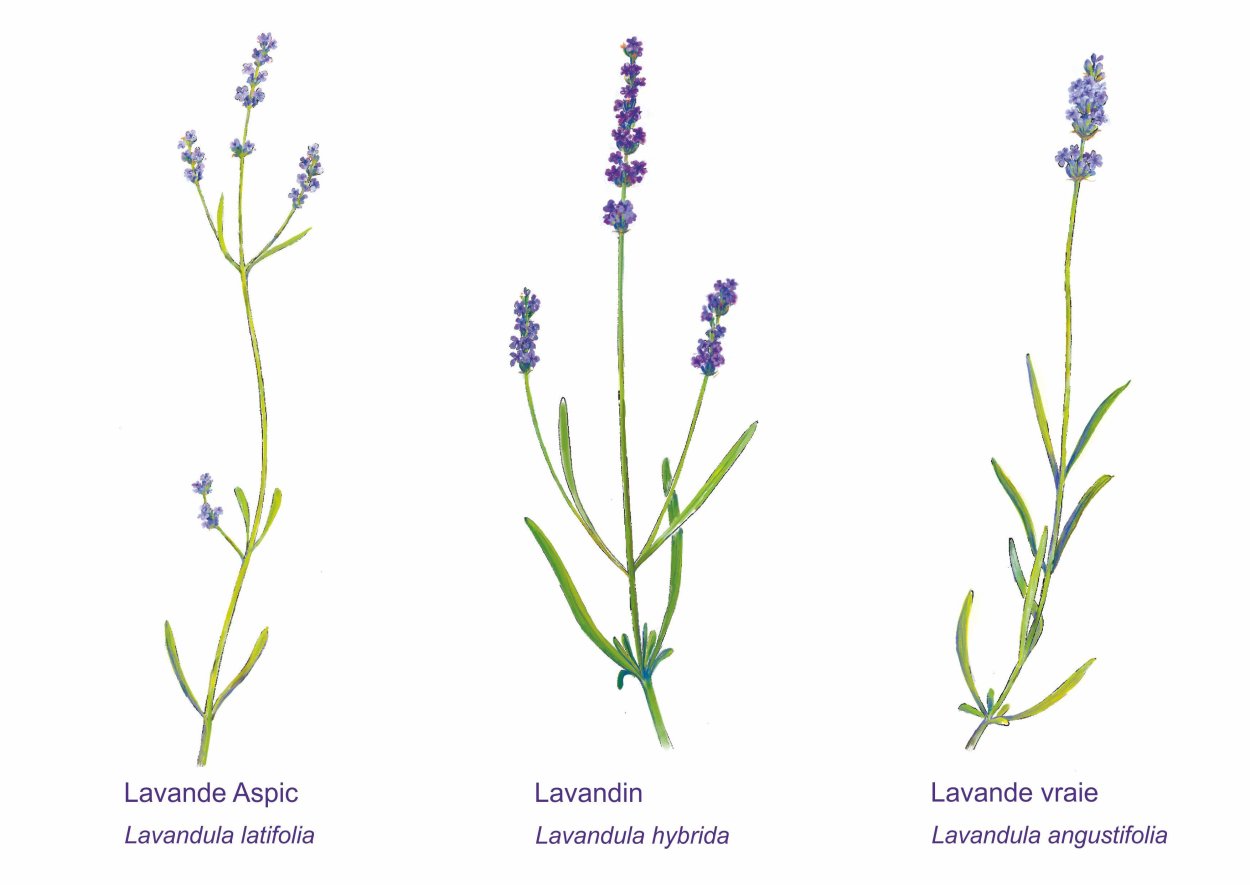 Шалфей и Лаванда различия