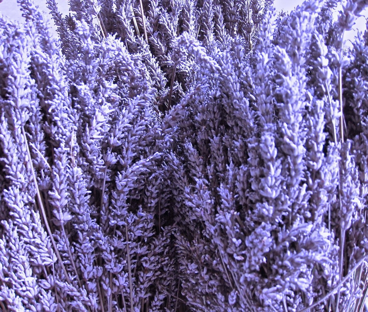 Лавандин и Ладан разница