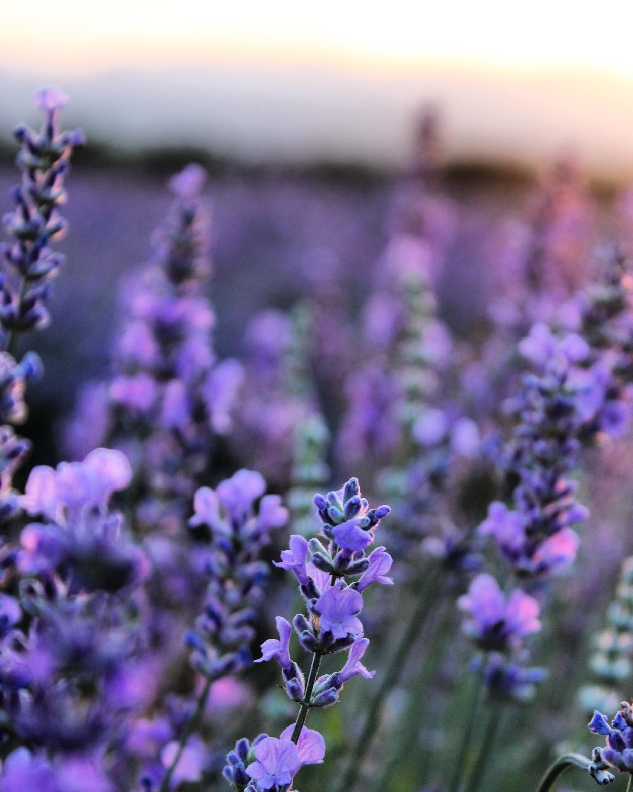 Лавандин сорт Рабат