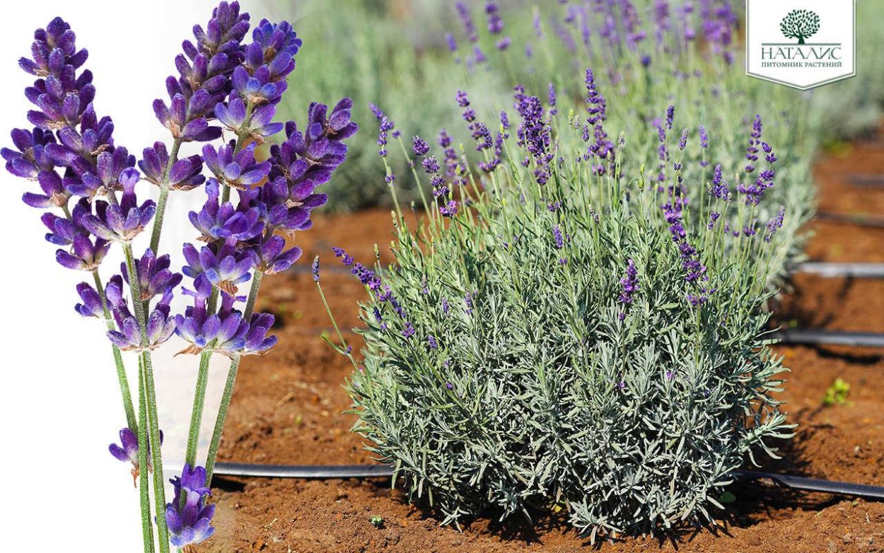 Лаванда stoechas