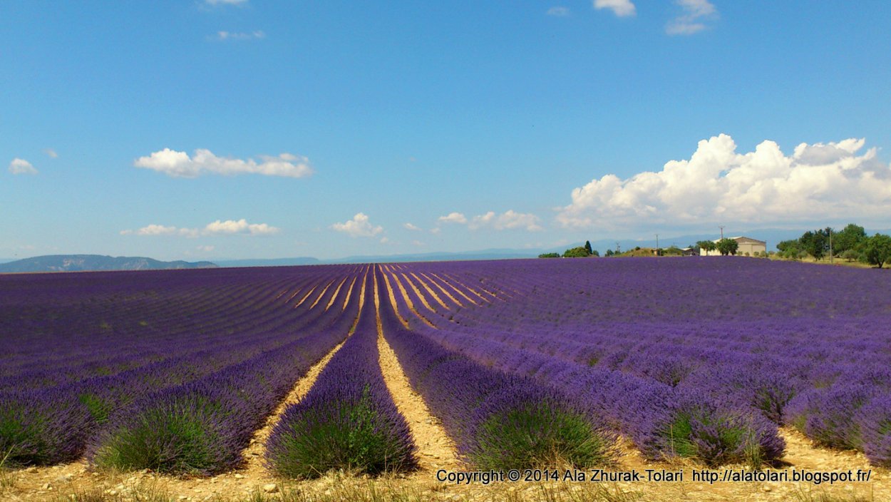 Гибрид лаванды лавандин