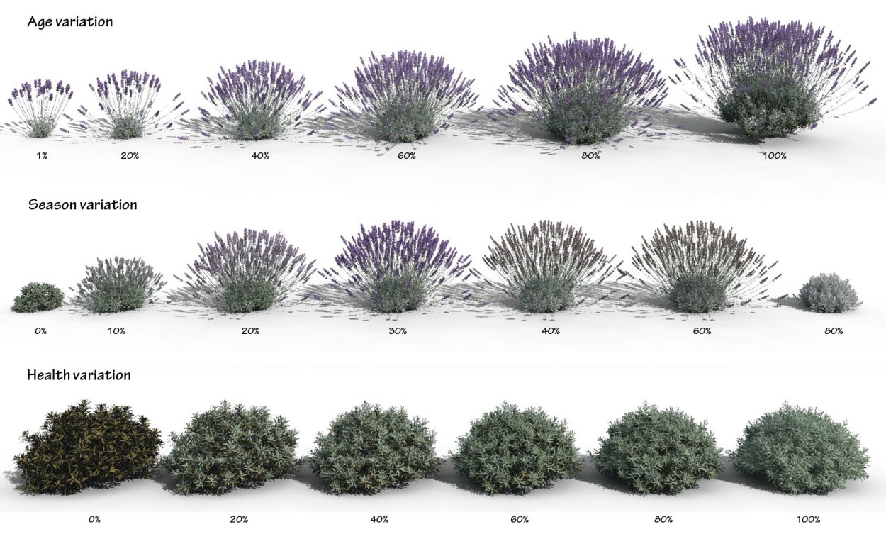 Лавандин сухой