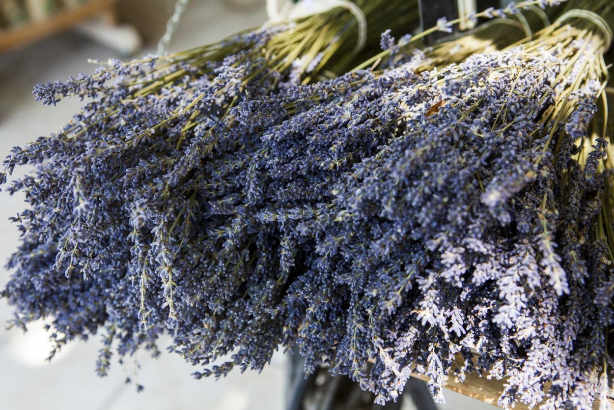 Лаванда узколистная Хидкот Блю