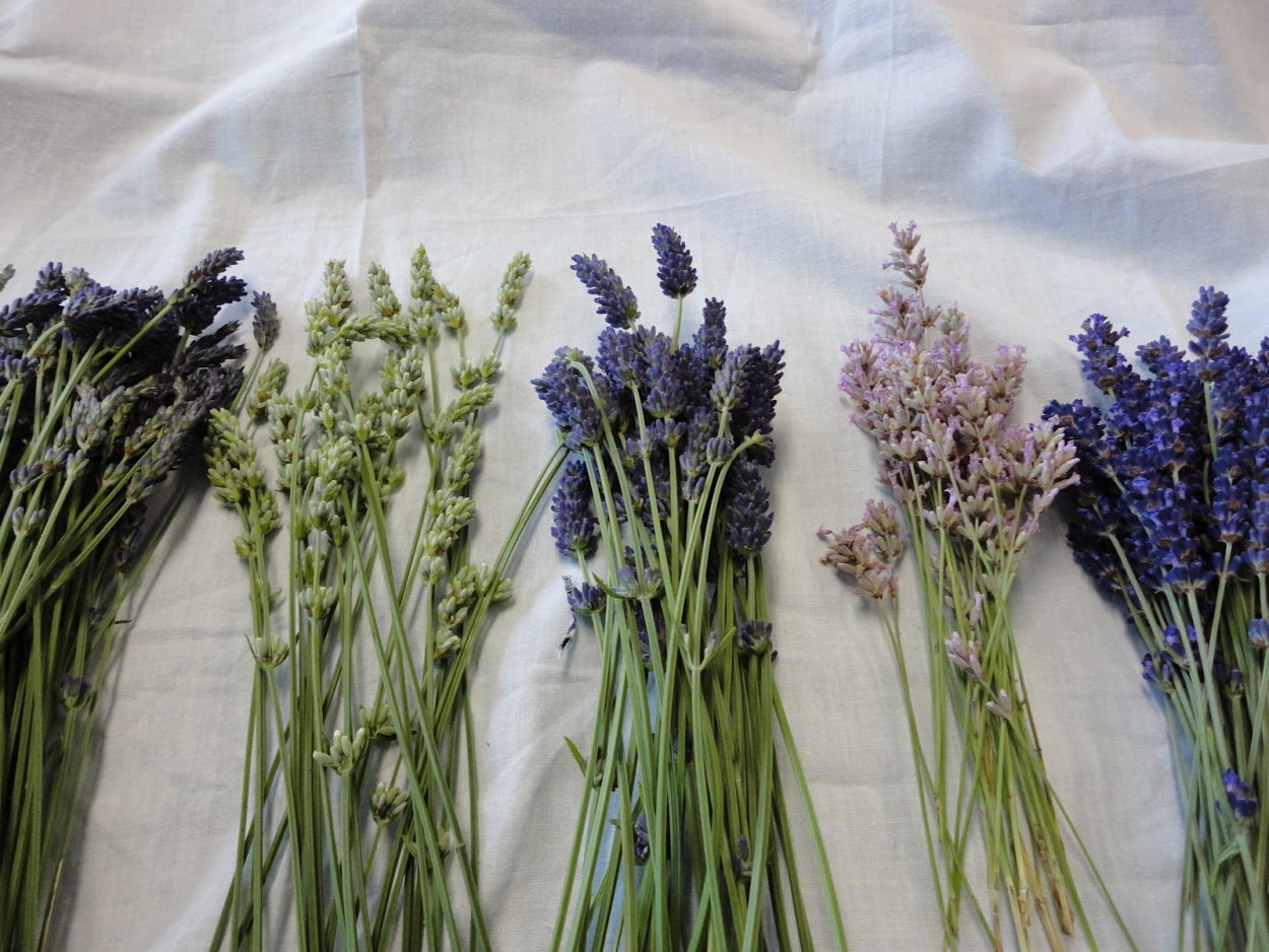 Франция Лаванда розмарин