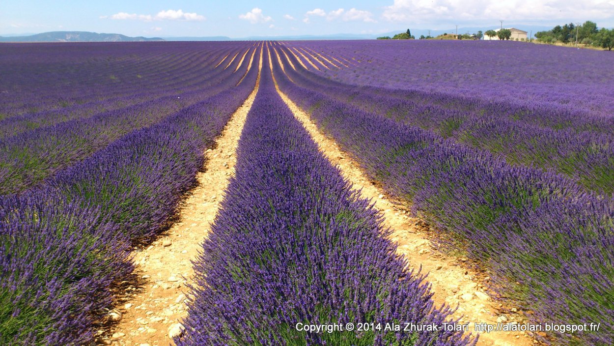 Лаванда узколистная Прованс семена