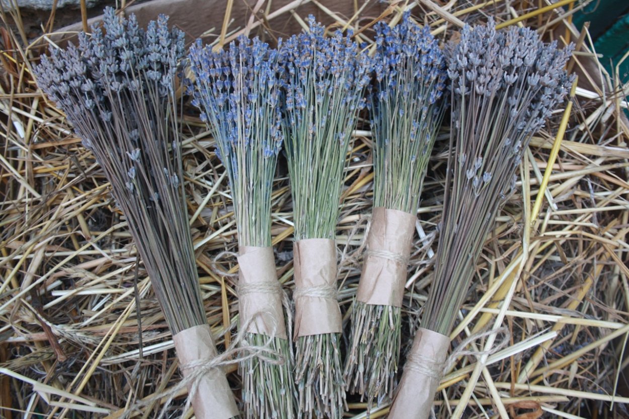 Эссенс эфирные масла Лаванда