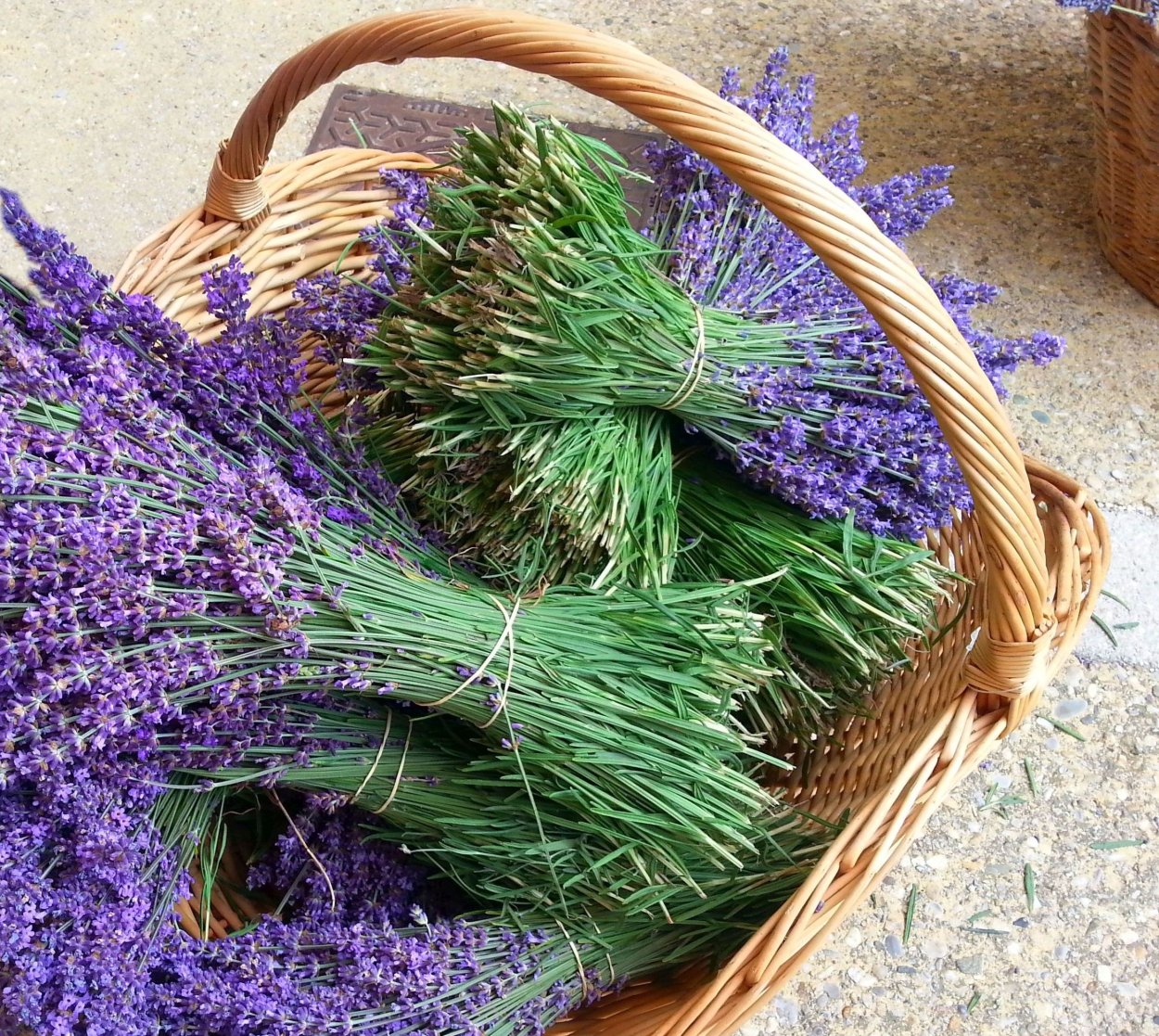 Лаванда и лавандин отличия