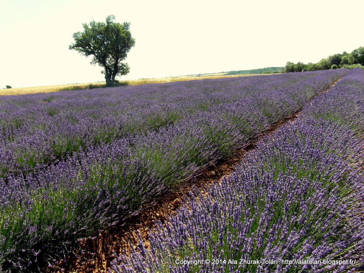 Фиолетовое лето Слава даль