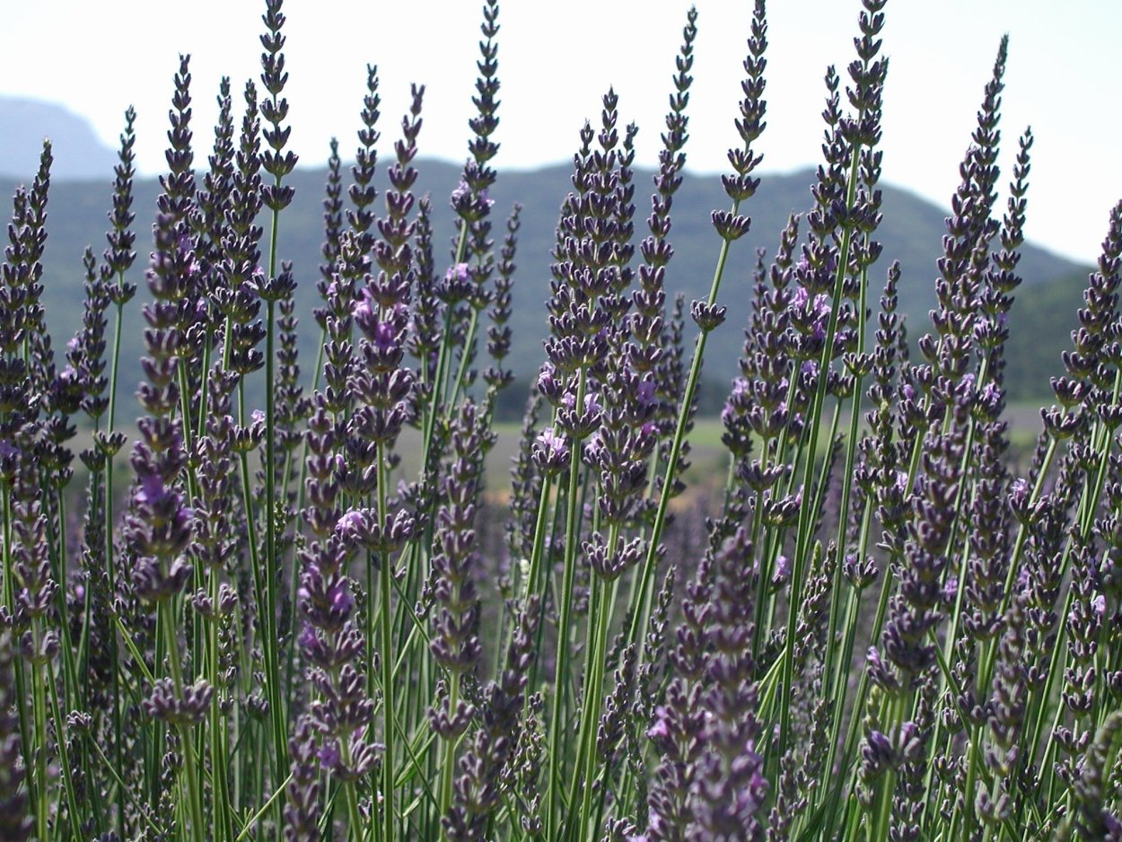 Лаванда и лавандин отличия