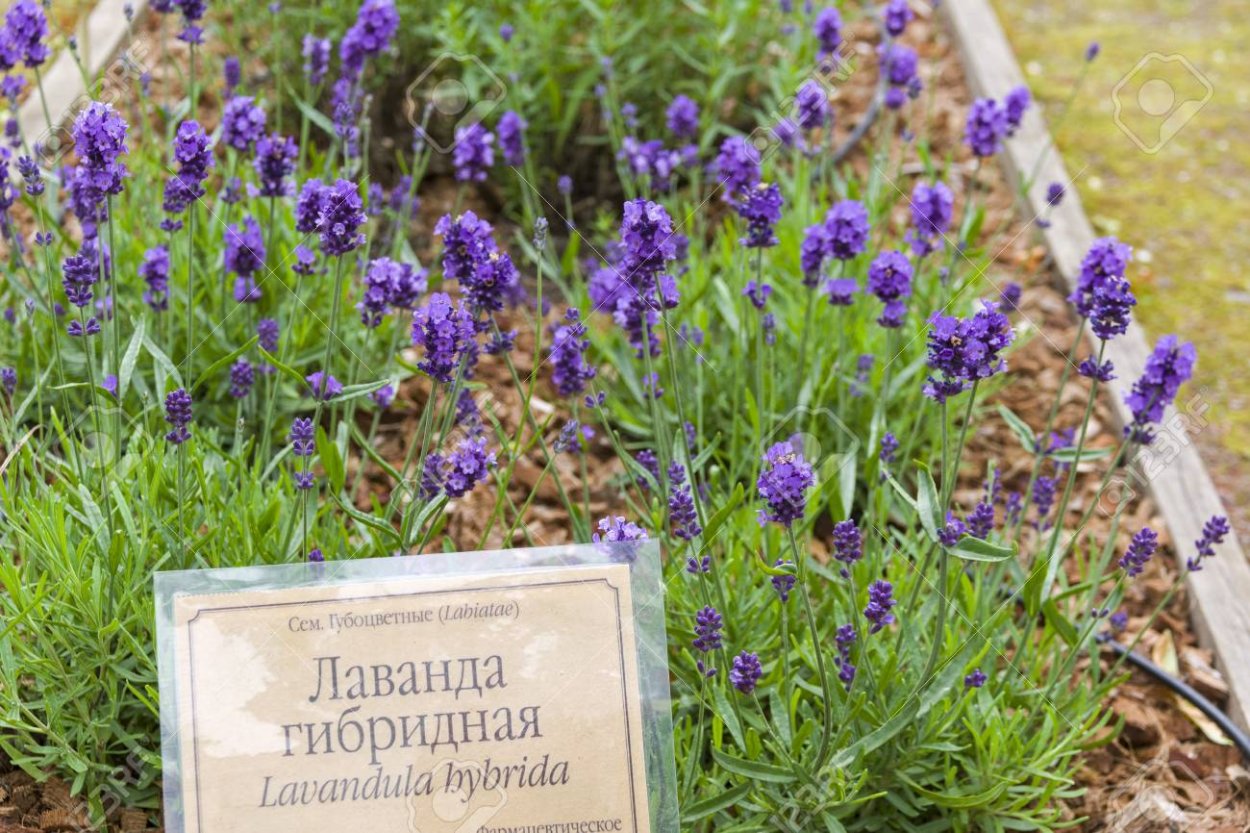 Лаванда узколистная Хидкот Блю