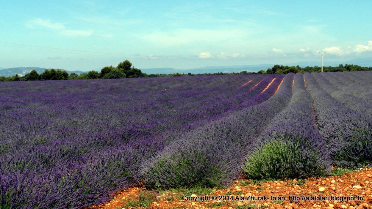 Лаванда узколистная Ричард грей