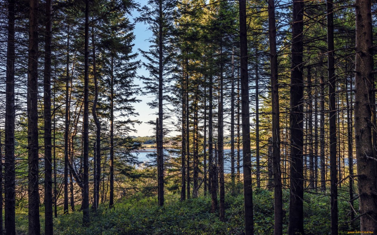 Елово-сосновой лес – европейская Тайга