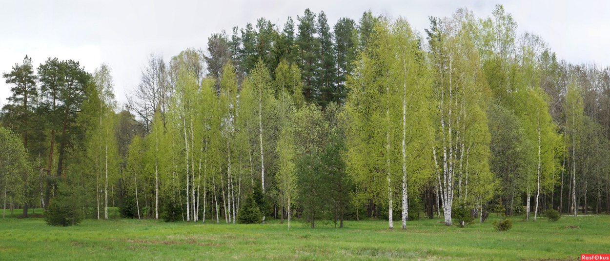 Хвойные широколиственные мелколиственные деревья